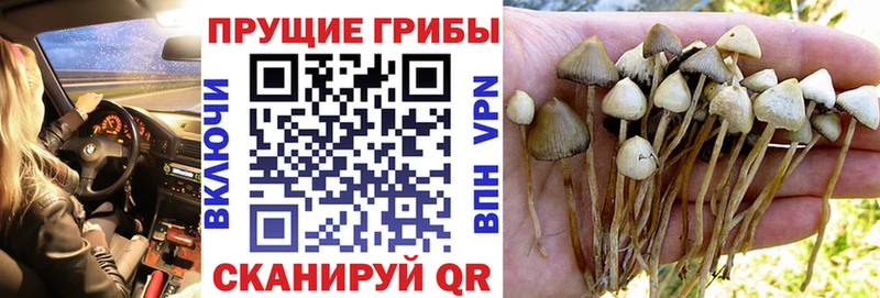 Галлюциногенные грибы Magic Shrooms Мытищи